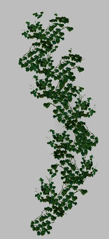 Ivy2.jpg