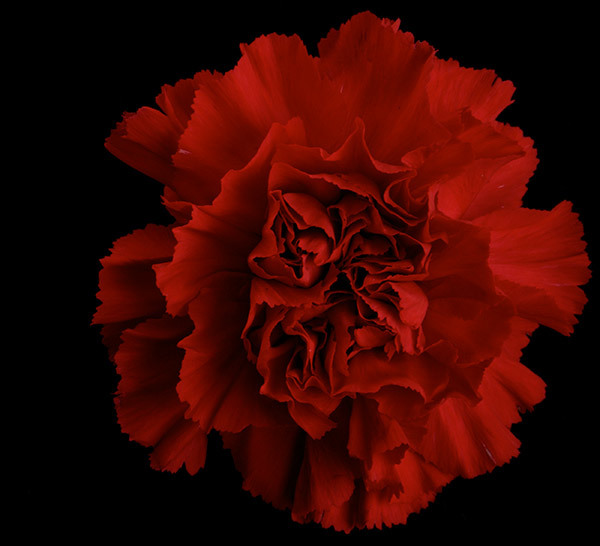 & of Carnations — RED CARNATION FLORAL