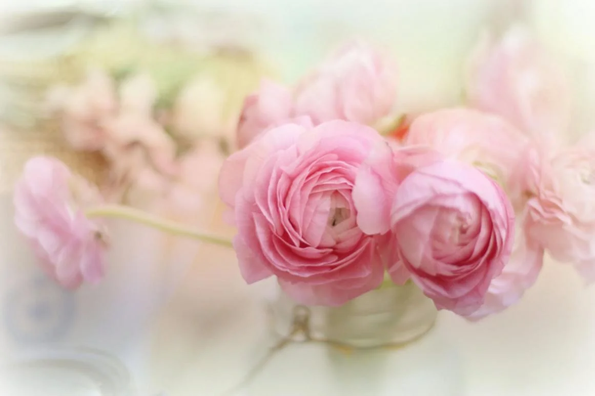 flowers-nature-soft-pink-flower-images-hd-quality.jpg