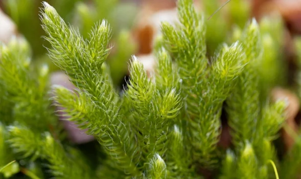 Lycopodium clavatum