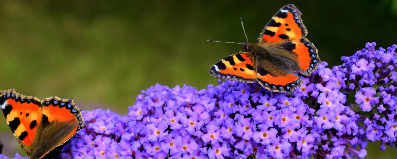 Buddleia davidii