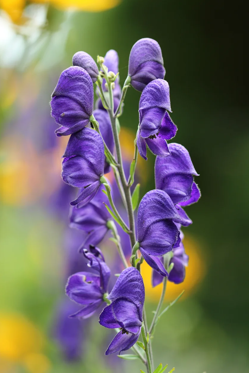 aconite.jpg