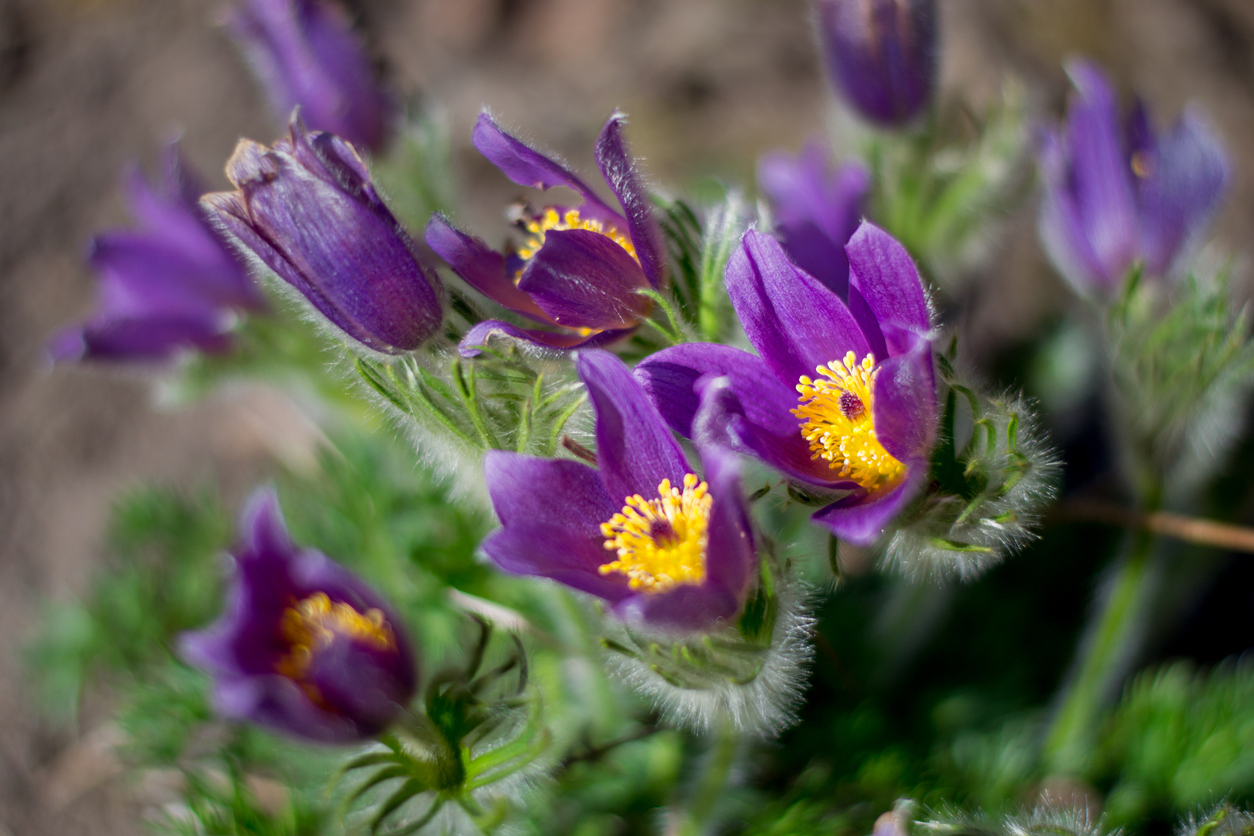 pulsatilla.jpg