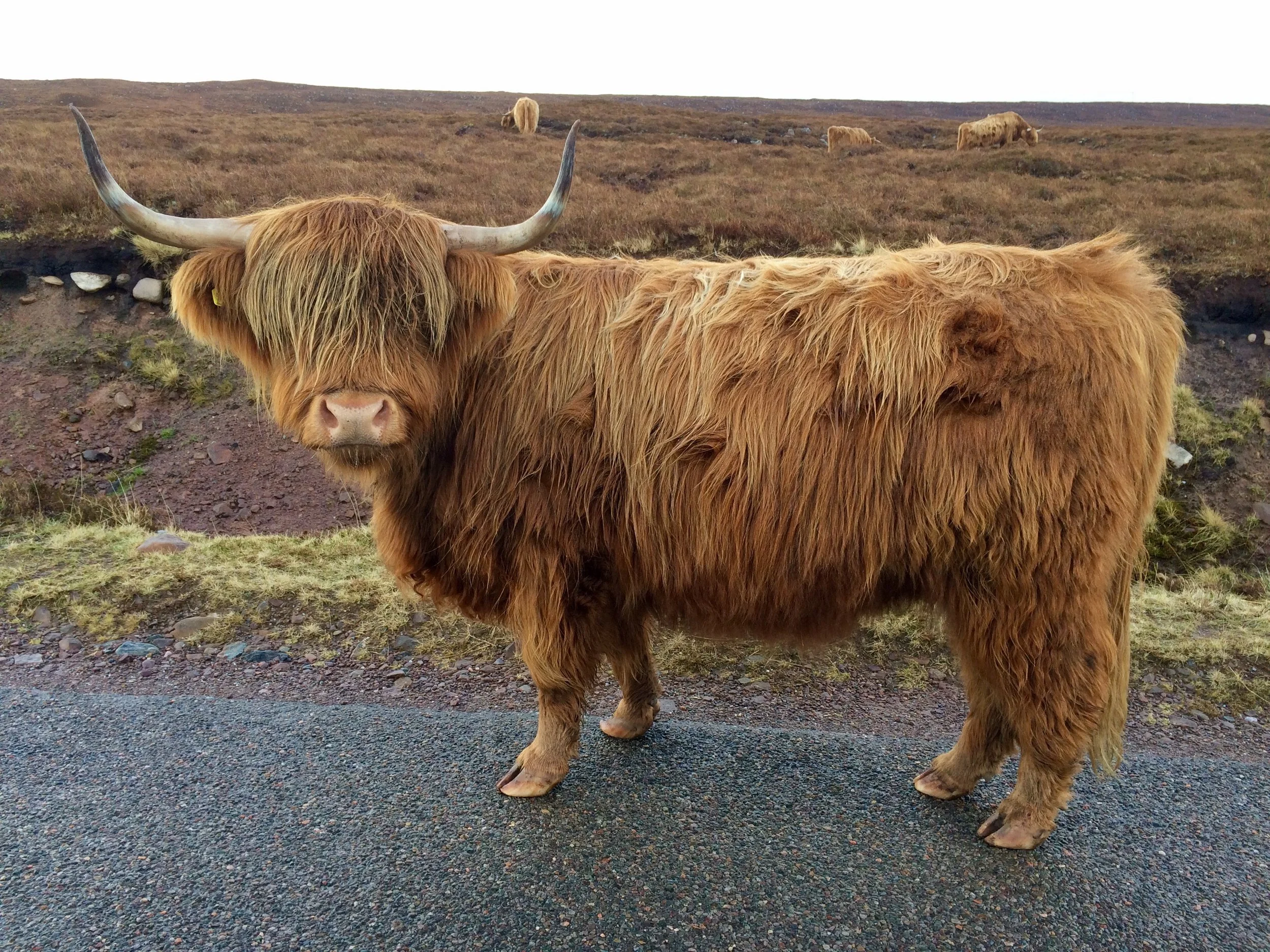 Highland Cow.JPG