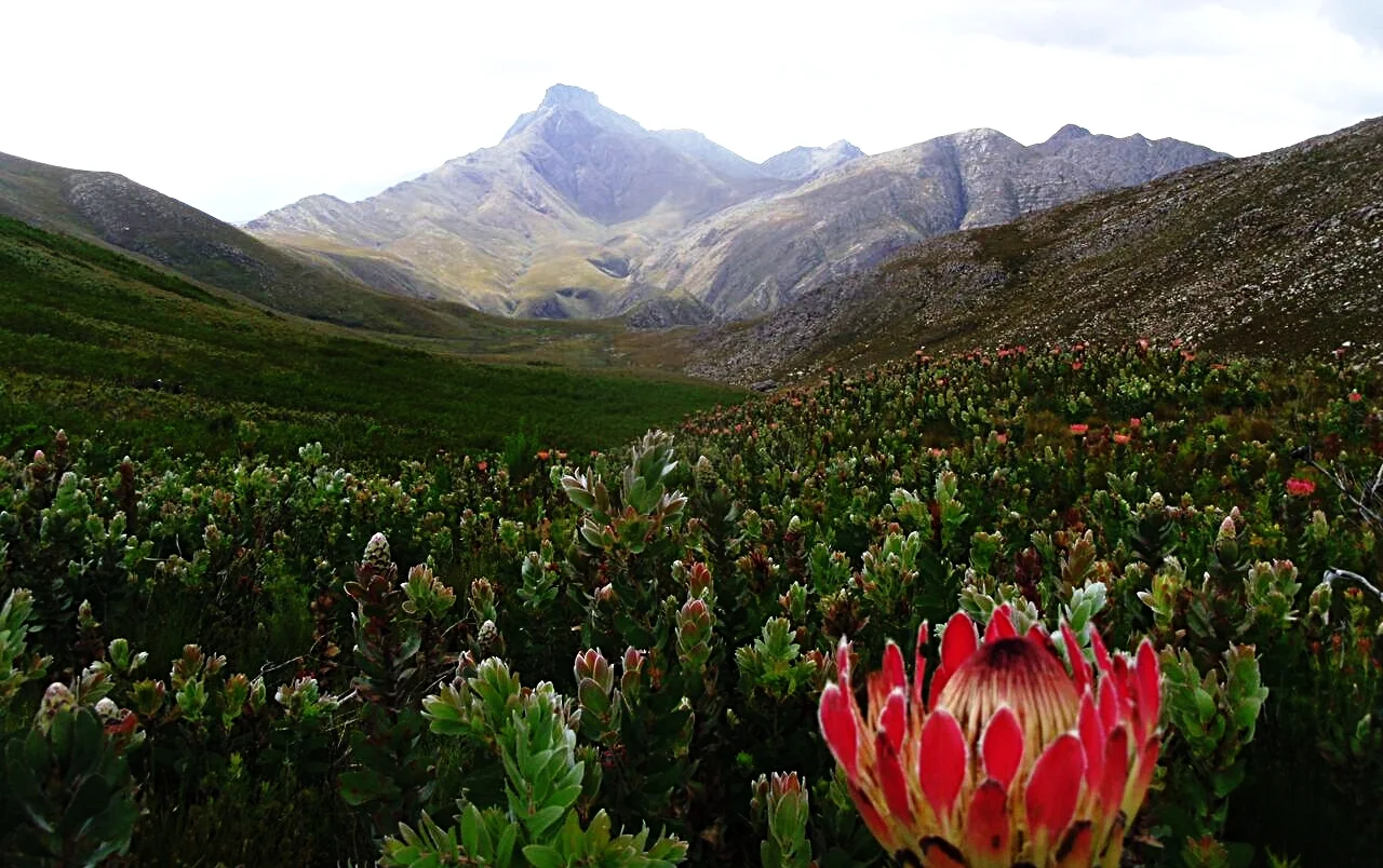 The Cape's vegetation is otherwise known as fynbos, and represented by plant species from the Restionaceae, Proteaceae, Ericaceae, Rutaceae and Iridaceae families.