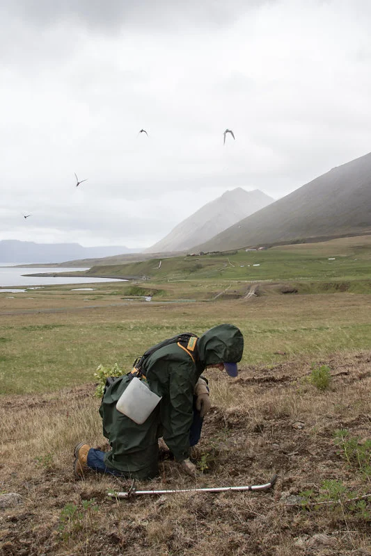 treeplanting1.jpg