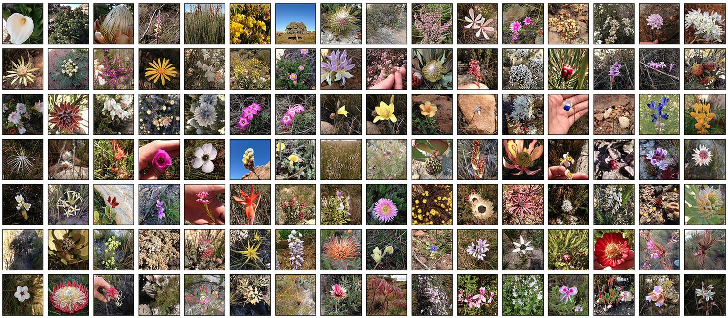 flora-banner.jpg