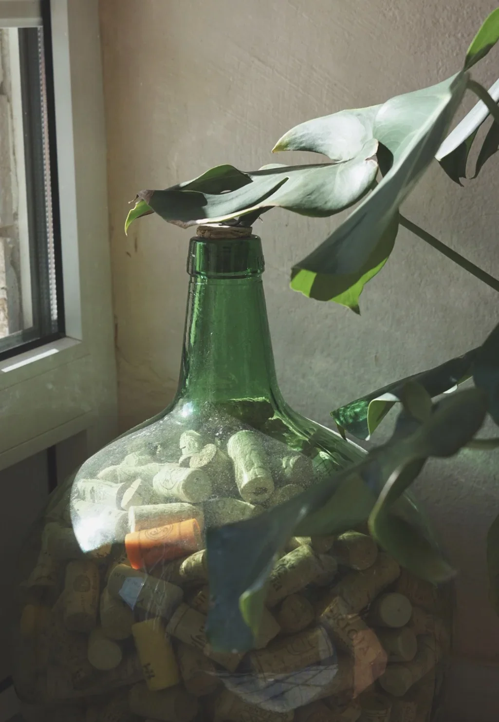IMG-8489.webp
