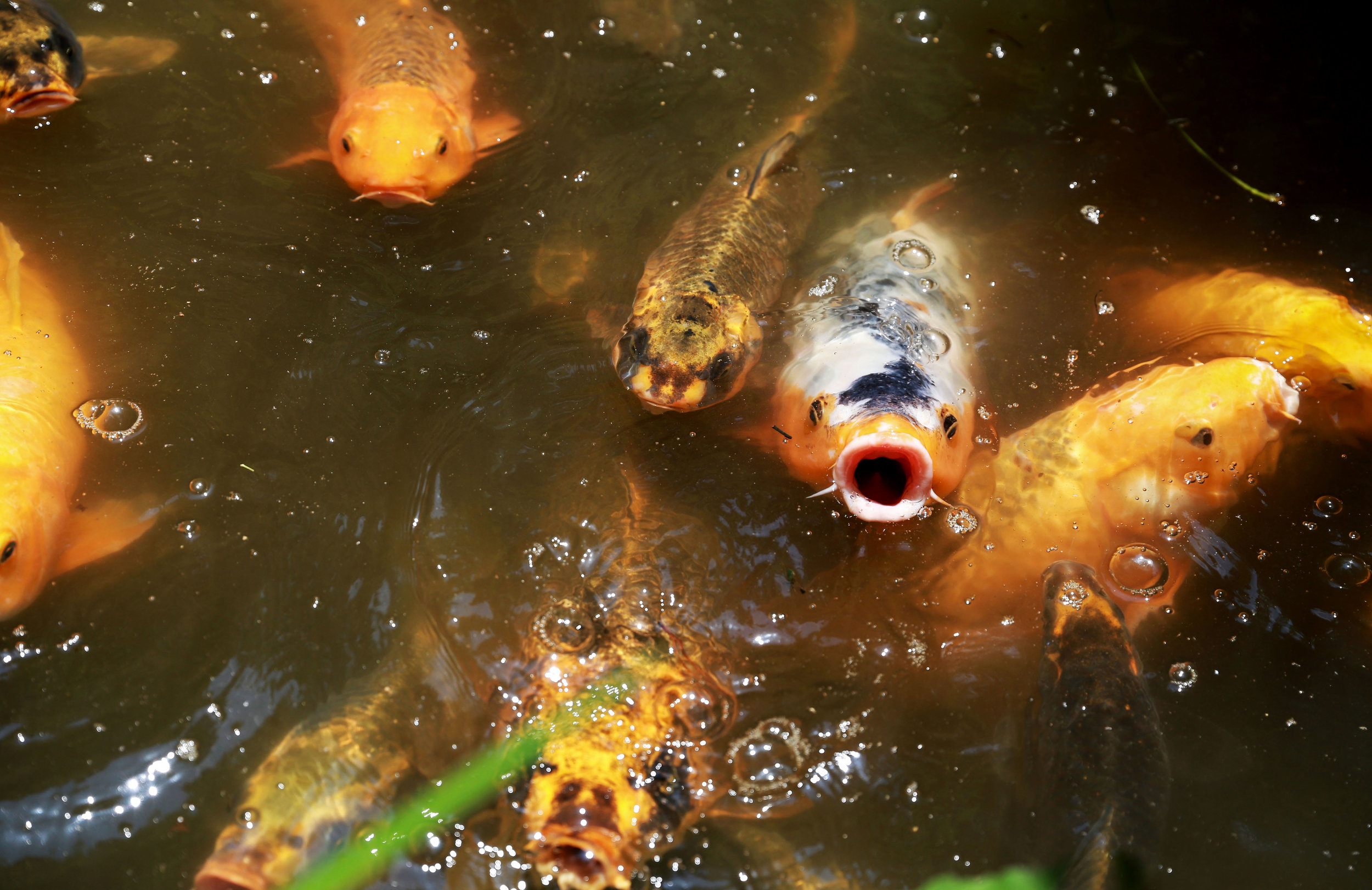  Koi fish swims in a pond at the Rakusui-en garden in Fukouka, Japan on June, 22, 2018. 