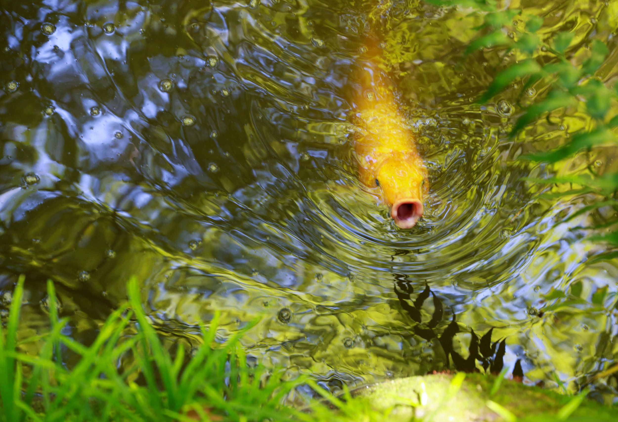  A koi fish swims in a pond at the Rakusui-en garden in Fukouka, Japan on June, 22, 2018. 