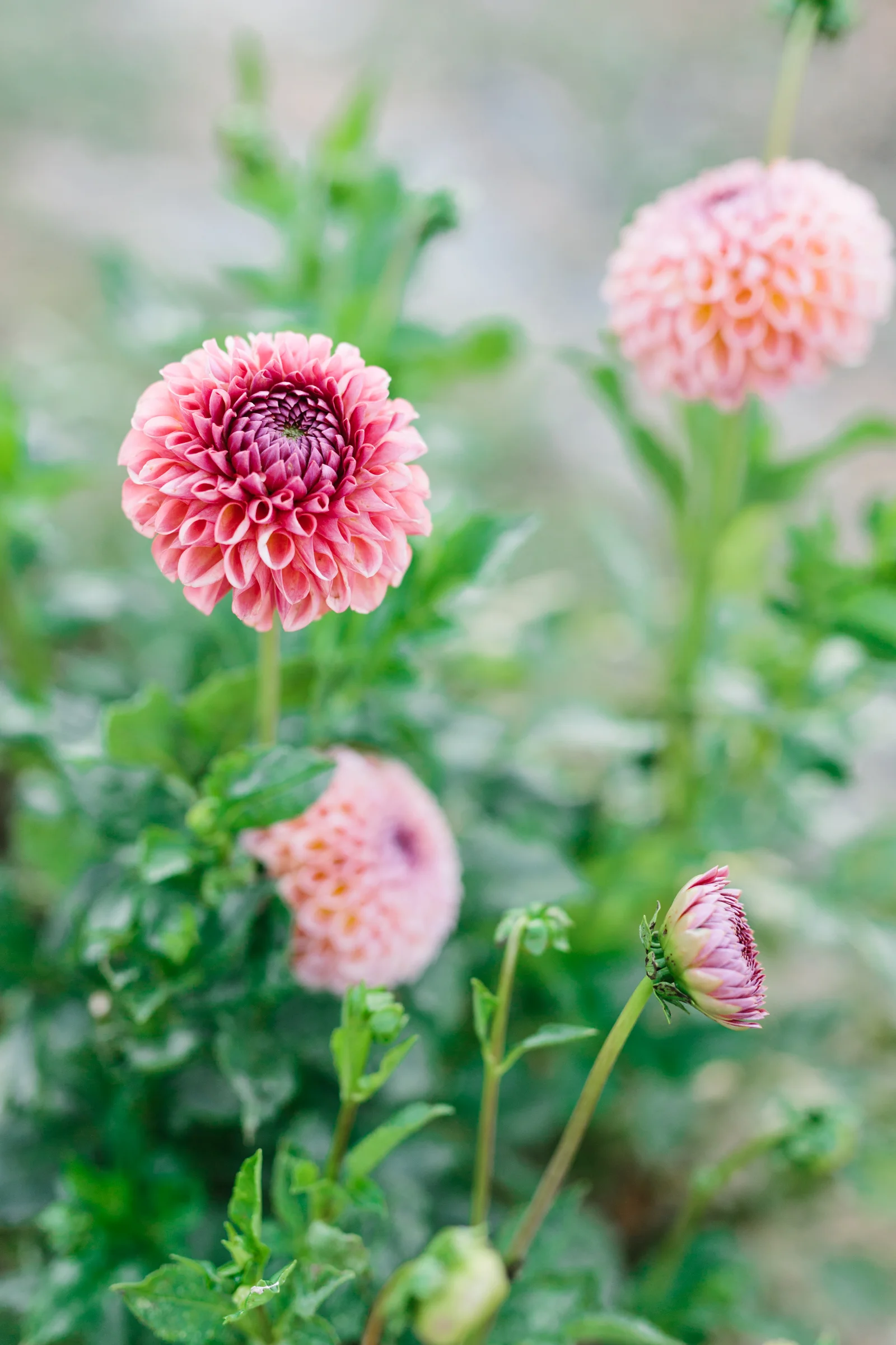 kateosbornephotography-154.jpg