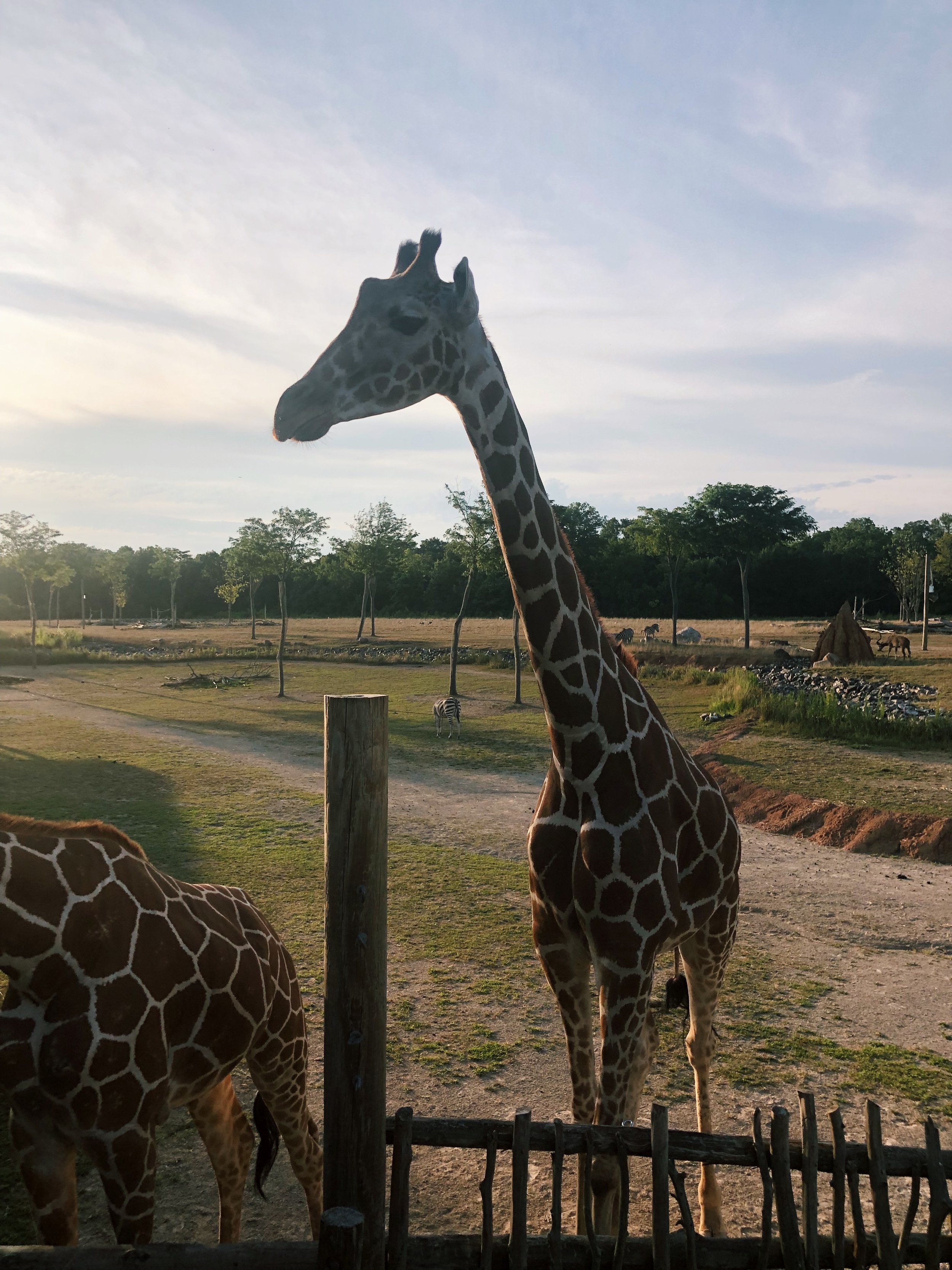 Guests Fed Giraffes