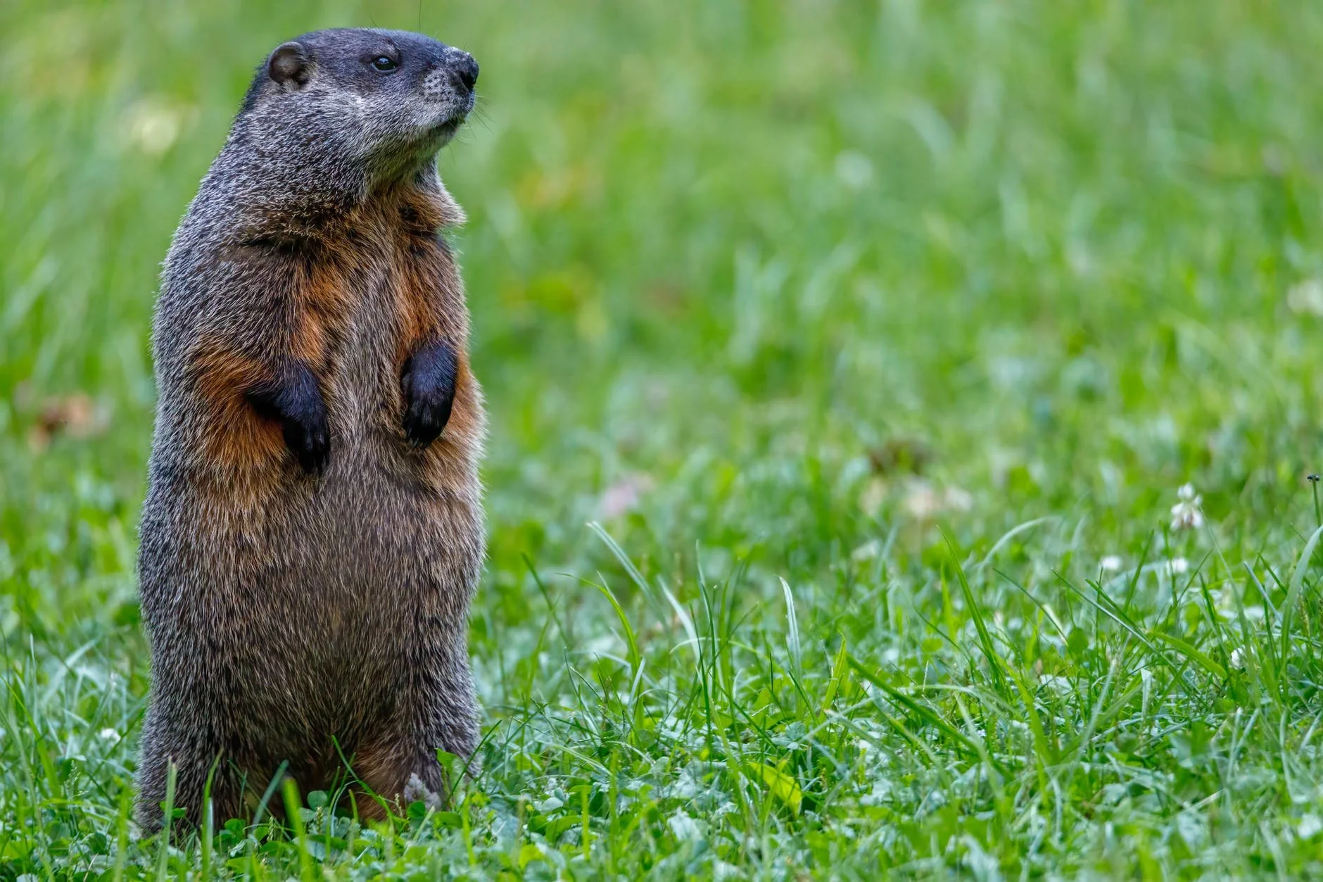 Groundhogs and Other Animals that Predict the Weather