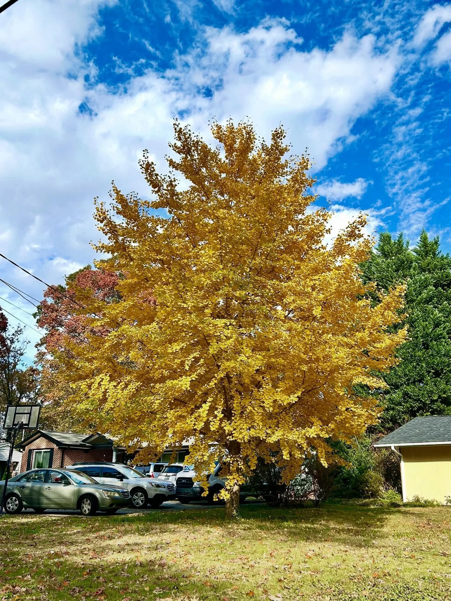 ✨🍂 yesterday i was pontificating with a friend about how remarkably stunning fall has been this year. LITerally the most beautiful i&rsquo;ve ever seen here in greenville.🍂✨
🍁
one outstanding thought:
this time last year, we were still in immediat