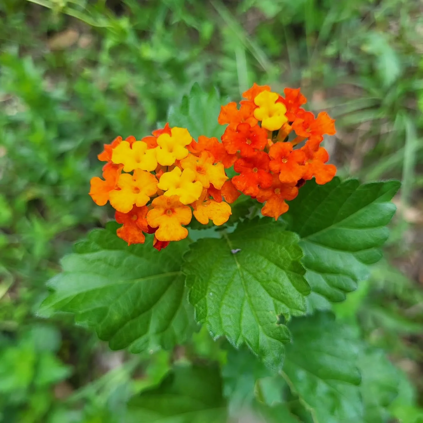 "Nature does not hurry, yet everything is accomplished." - Lao Tzu 

How can you be more patient with yourself today?

How can you celebrate what you've already accomplished?

Looking back on your timeline, what accomplishments can you give