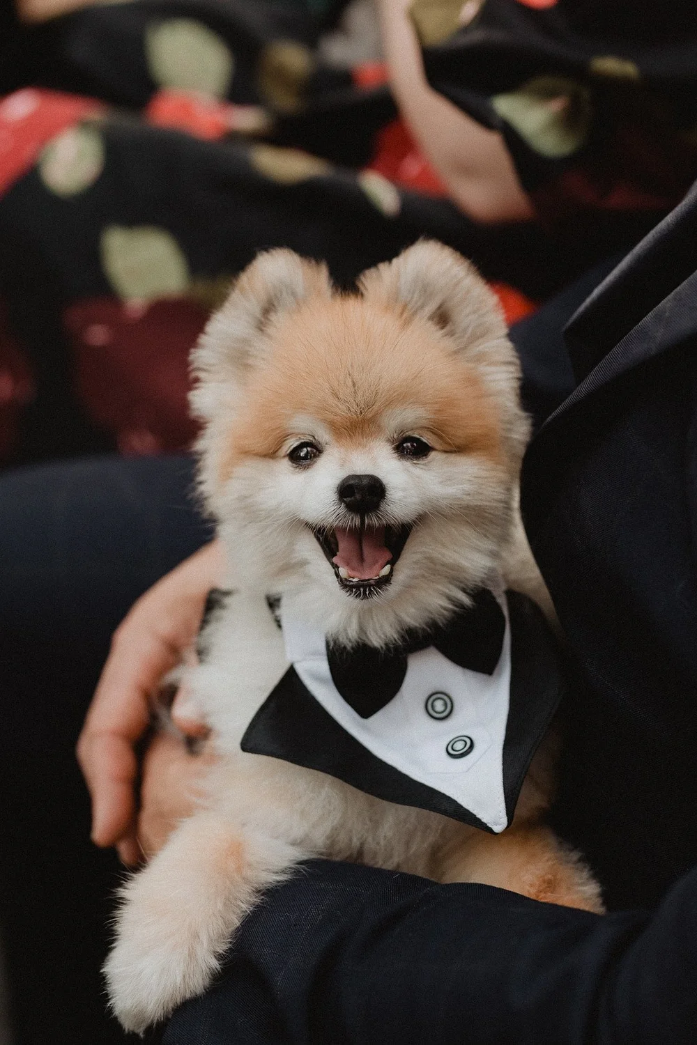 Their dog, in a bow tie, for the family portraits