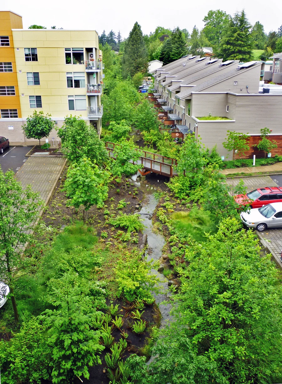 Headwaters- Tryon Creek swale1.jpg