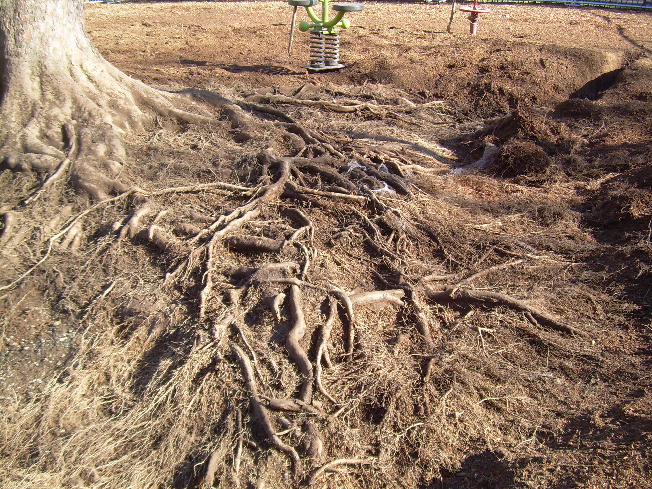 Couch Park Tree Root Survey During Couch Park Construction