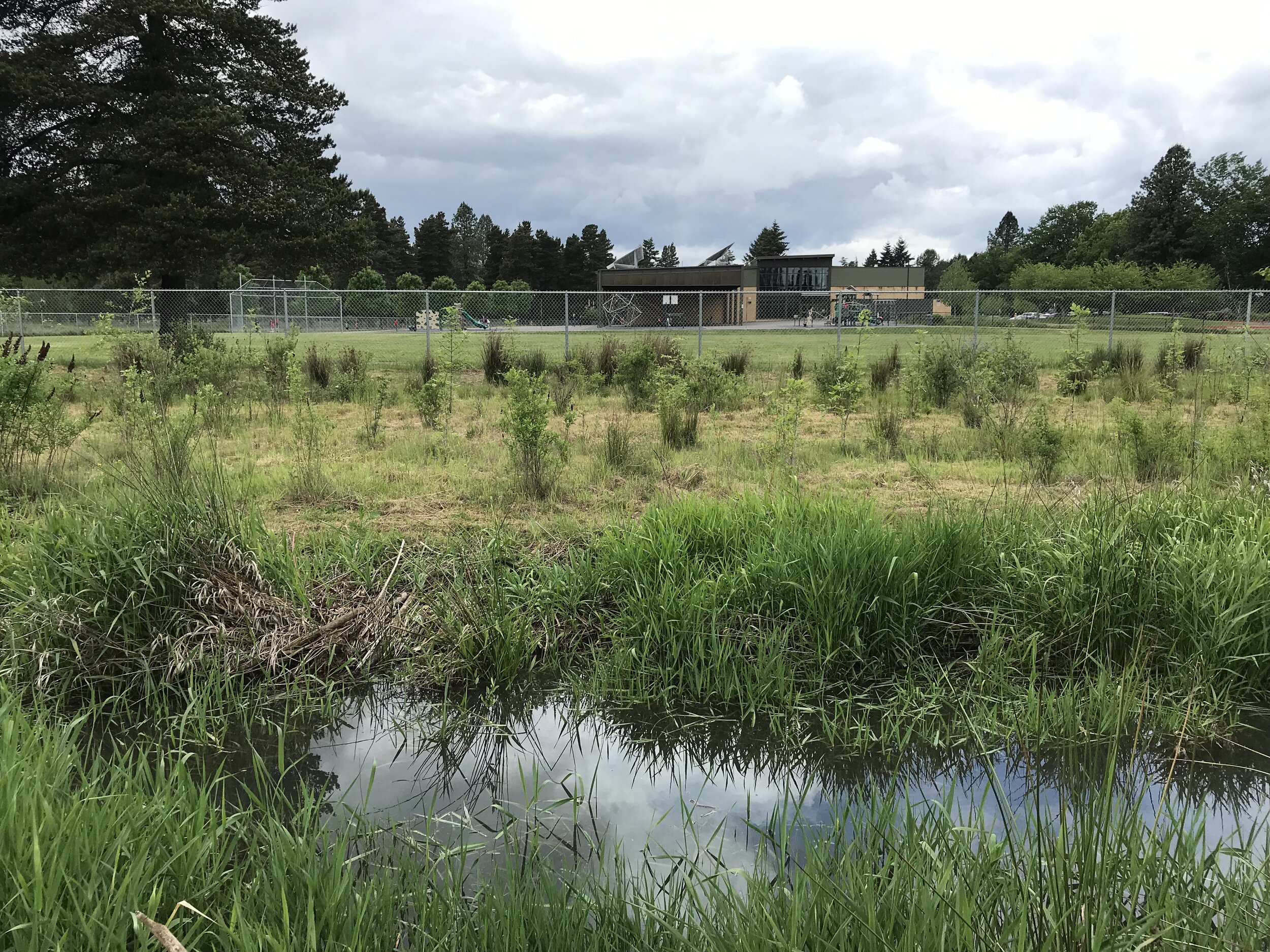 battle creek elementary from wetland in battle creek park