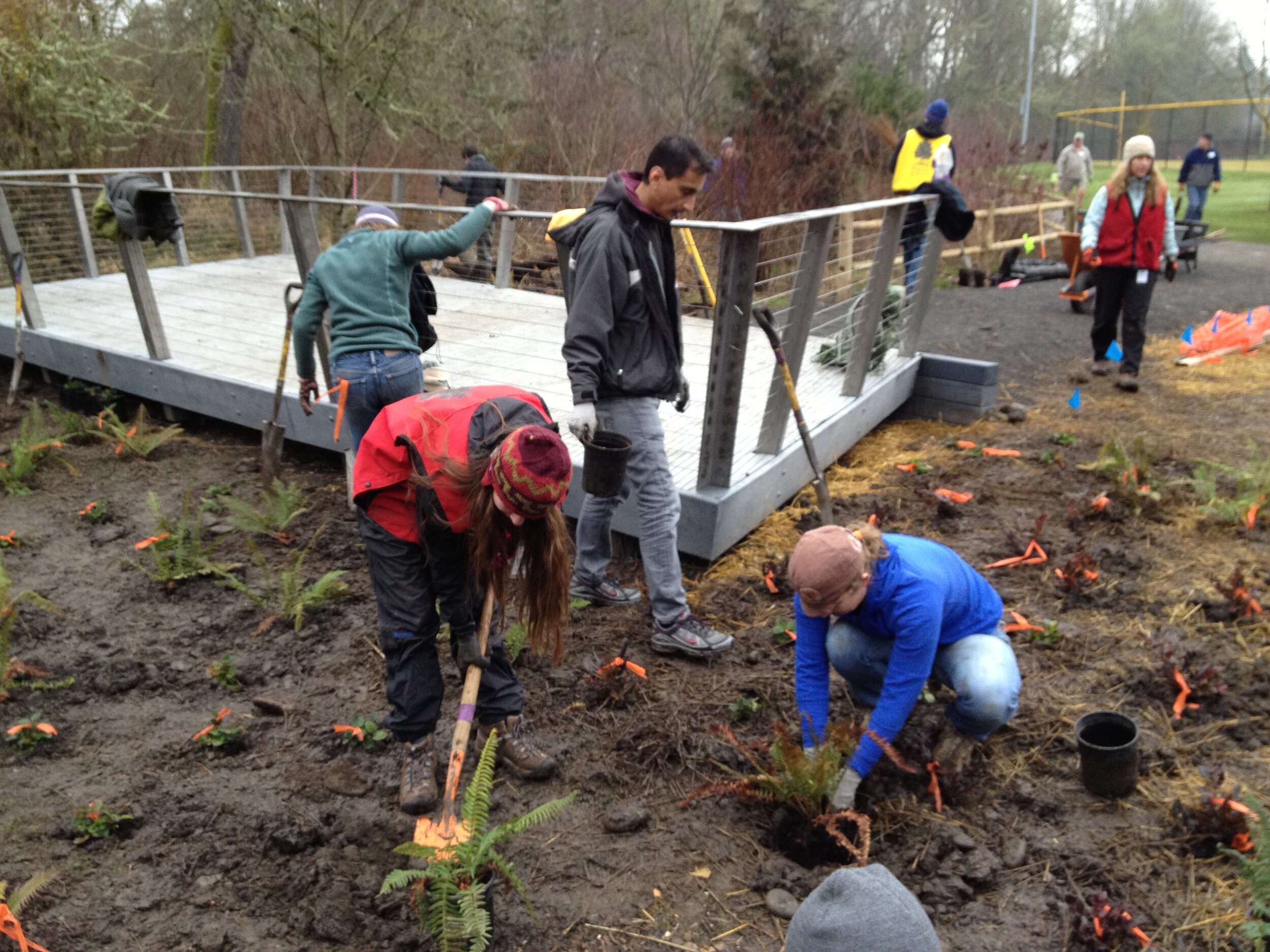 volunteers on a rainy day plant native plants around viewpoint