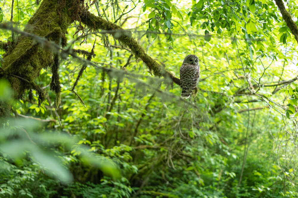 Noble_Woods_Nature_Park_Owl.jpg