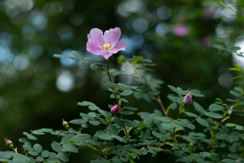 Noble_Woods_Park_Flower.jpg