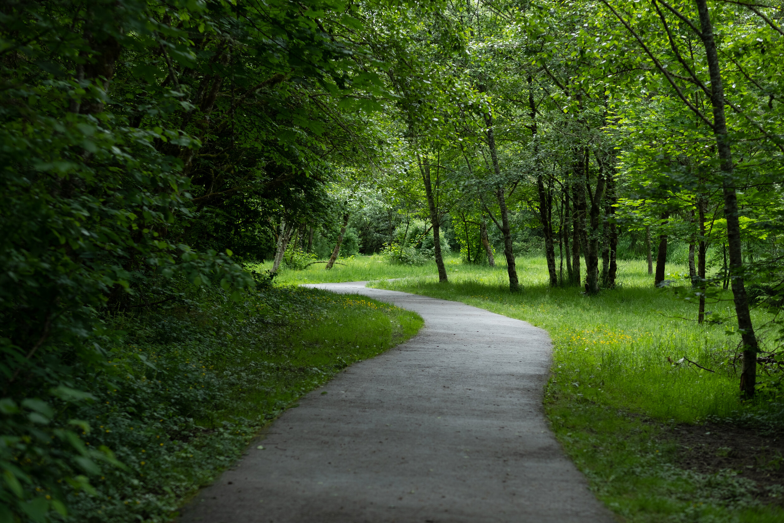 Noble_Woods_Park_Paved_Pathway_Woodland_Forest.jpg
