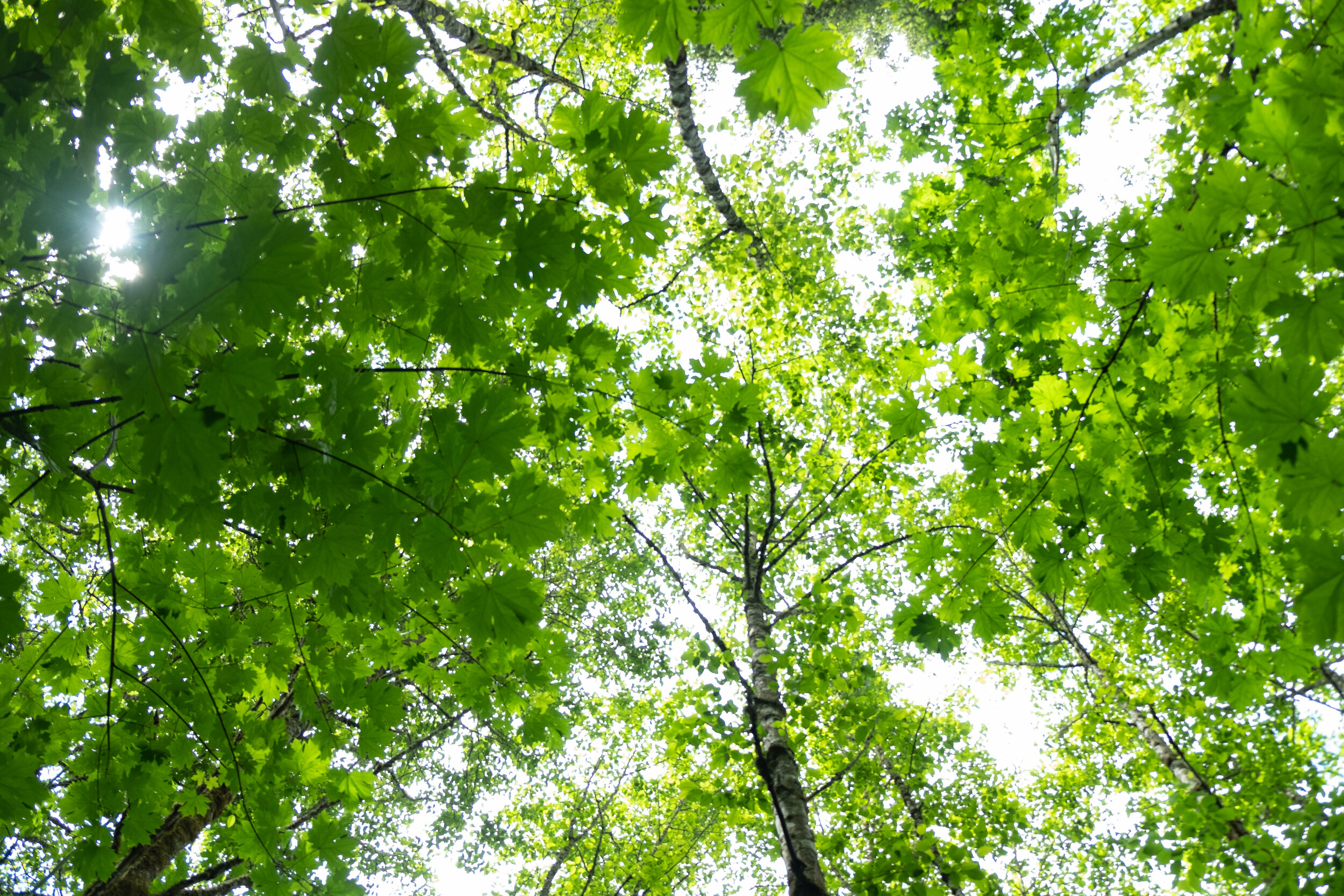 Noble_Woods_Park_Tree_Canopy_Green.jpg