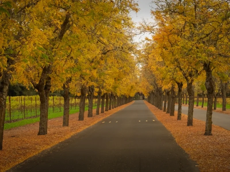 Welcome to Tasting Saveur 