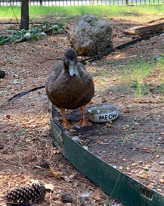 My friend, Chip. #ducksofinstagram #ducks