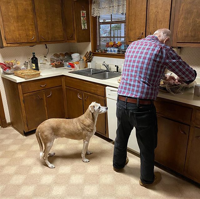 Melvin waiting for some turkey to hit the floor. Minnie after a day of celebration.