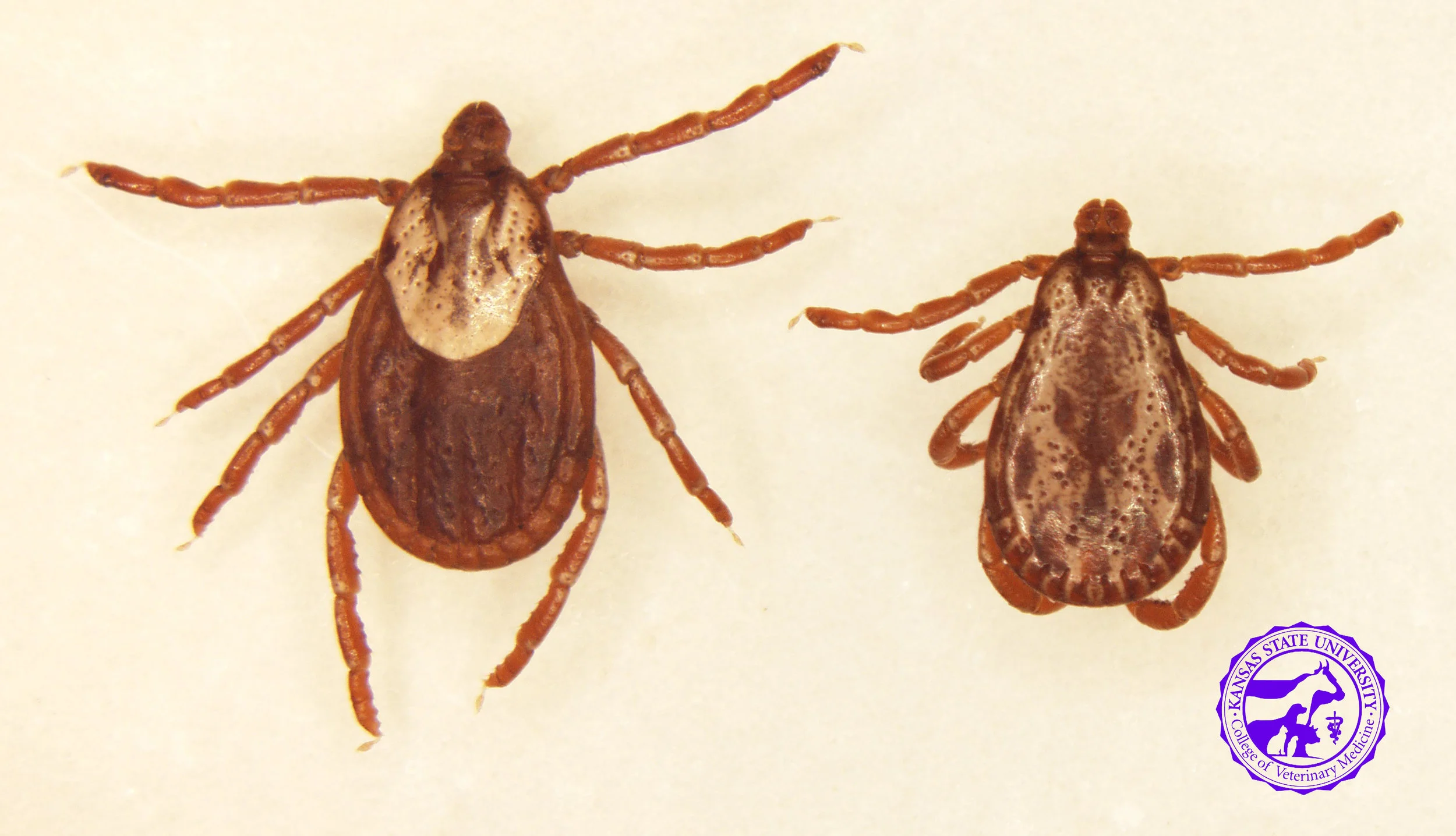 American Dog Tick/ Rocky Mountain Wood Tick Dermacentor variabilis / Dermacentor andersoni These ticks look identical, and DNA must be analyzed to accurately identify. Range - D. variabilis- throughout US, except the Rocky Mountains D. andersoni- confined to Rocky Mountains Active season - spring, early summer Disease transmission to horses- inflammation, open wounds and proud flesh Disease transmission to humans- Rocky Mountain Spotted Fever