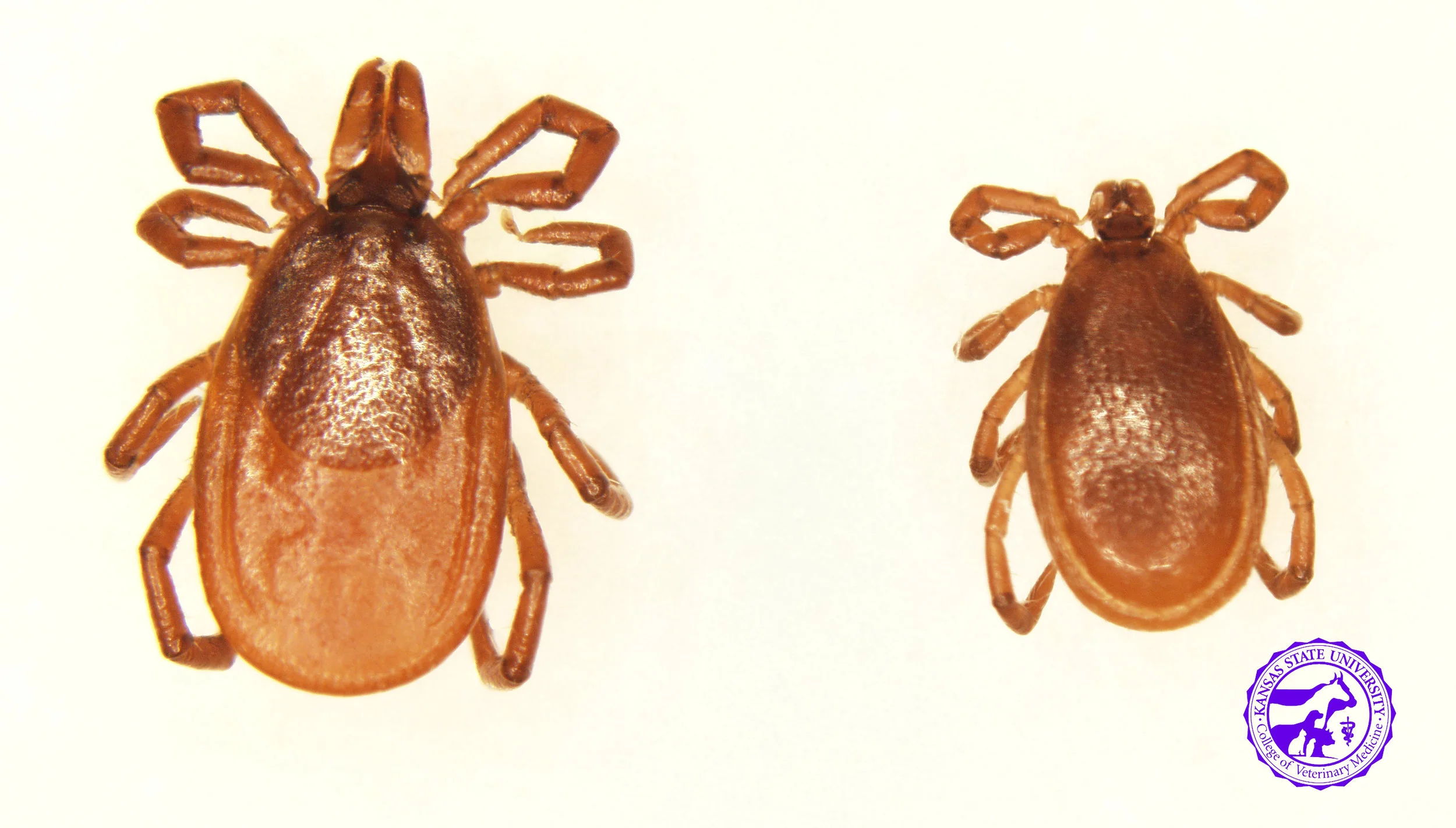 Deer Tick/ Western Black Legged Tick Ixodes scapularis / Ixodes pacificus These ticks look identical, and DNA must be analyzed to accurately identify. Range - I. scapularis- throughout the eastern US I. pacificus- western coast of US Active season - fall, winter Disease transmission to horses- Lyme disease, Equine Granulocytic Anaplasmosis Disease transmission to humans- Lyme disease, Anaplasmosis, Powassan virus, Babesiosis