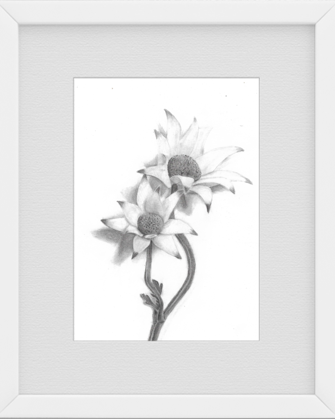 Flannel Flower