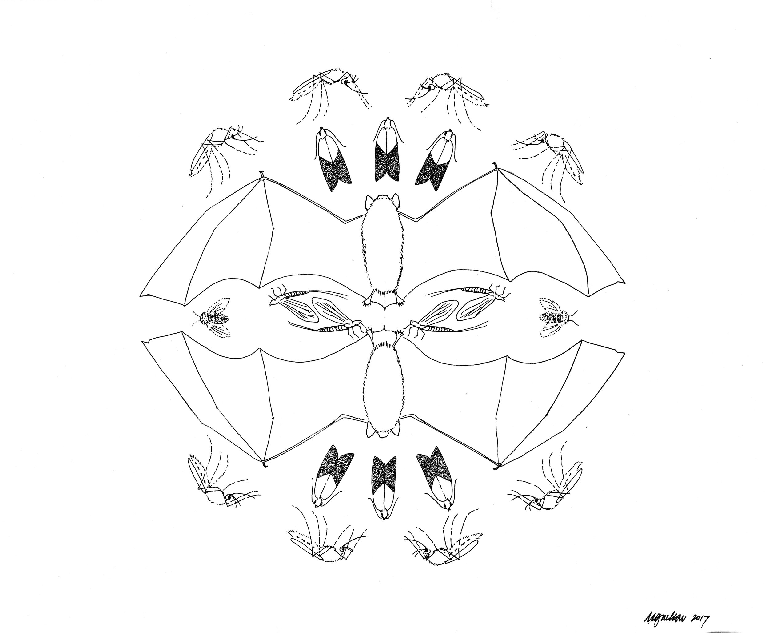 Myotis bats and insects