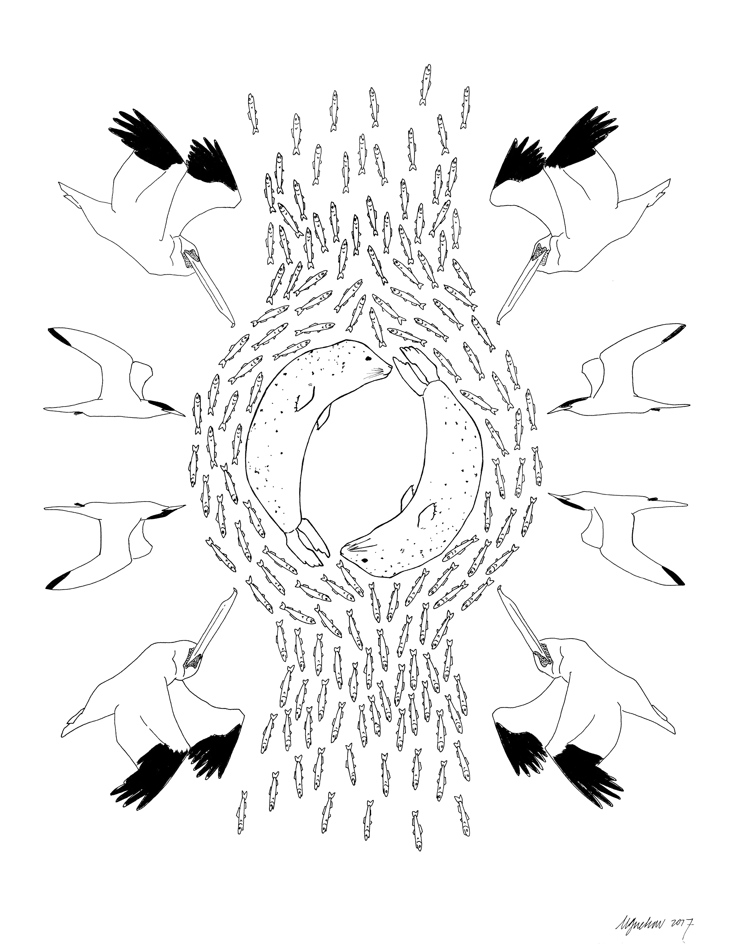 Anchovies and their predators