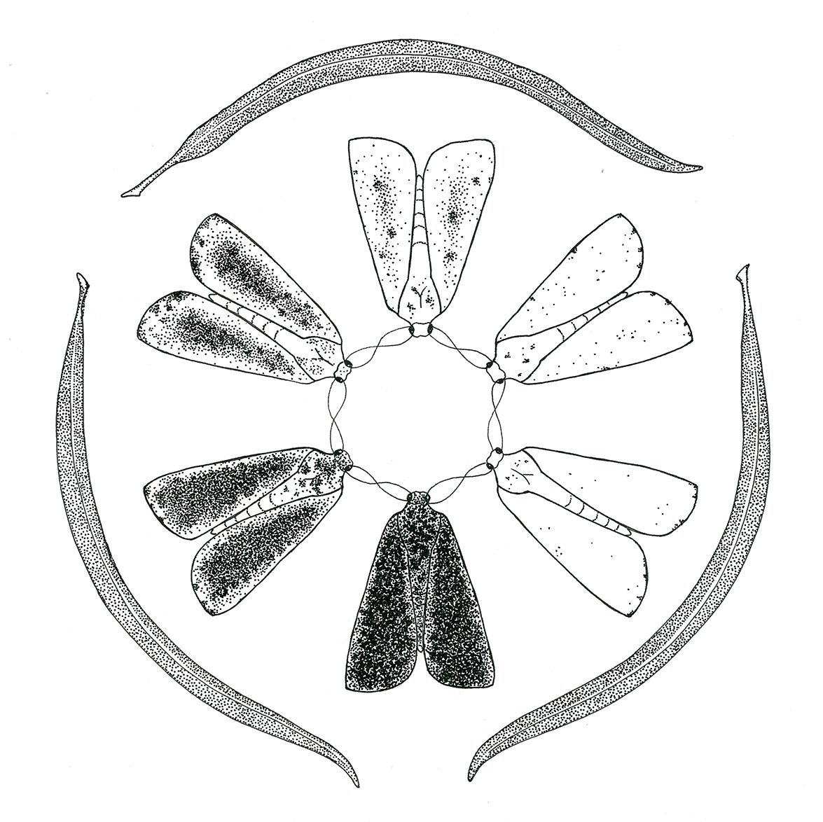 Desert Willow and moth