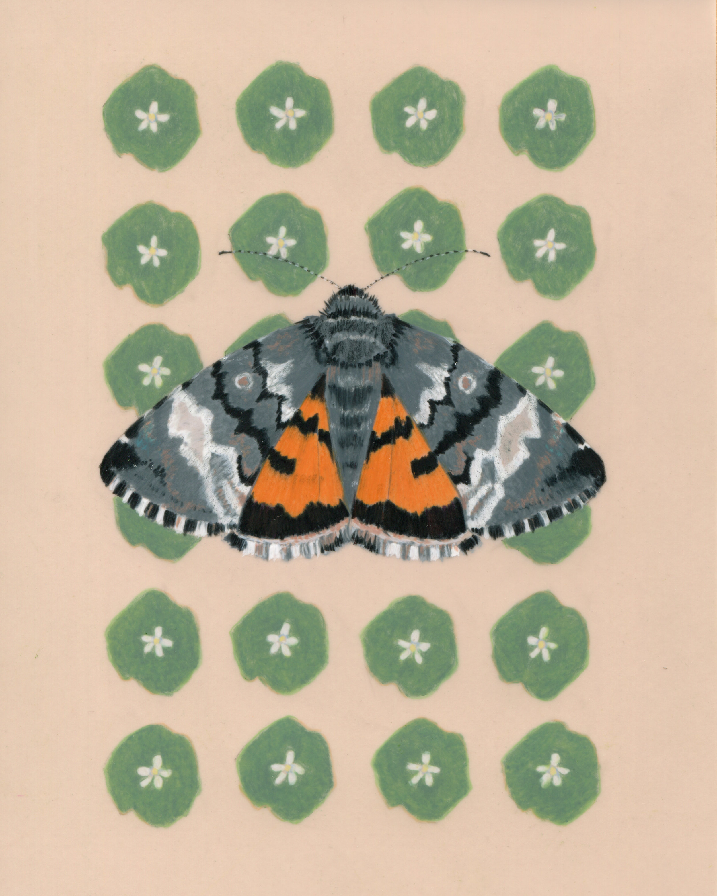 Annaphila moth and Miner's Lettuce