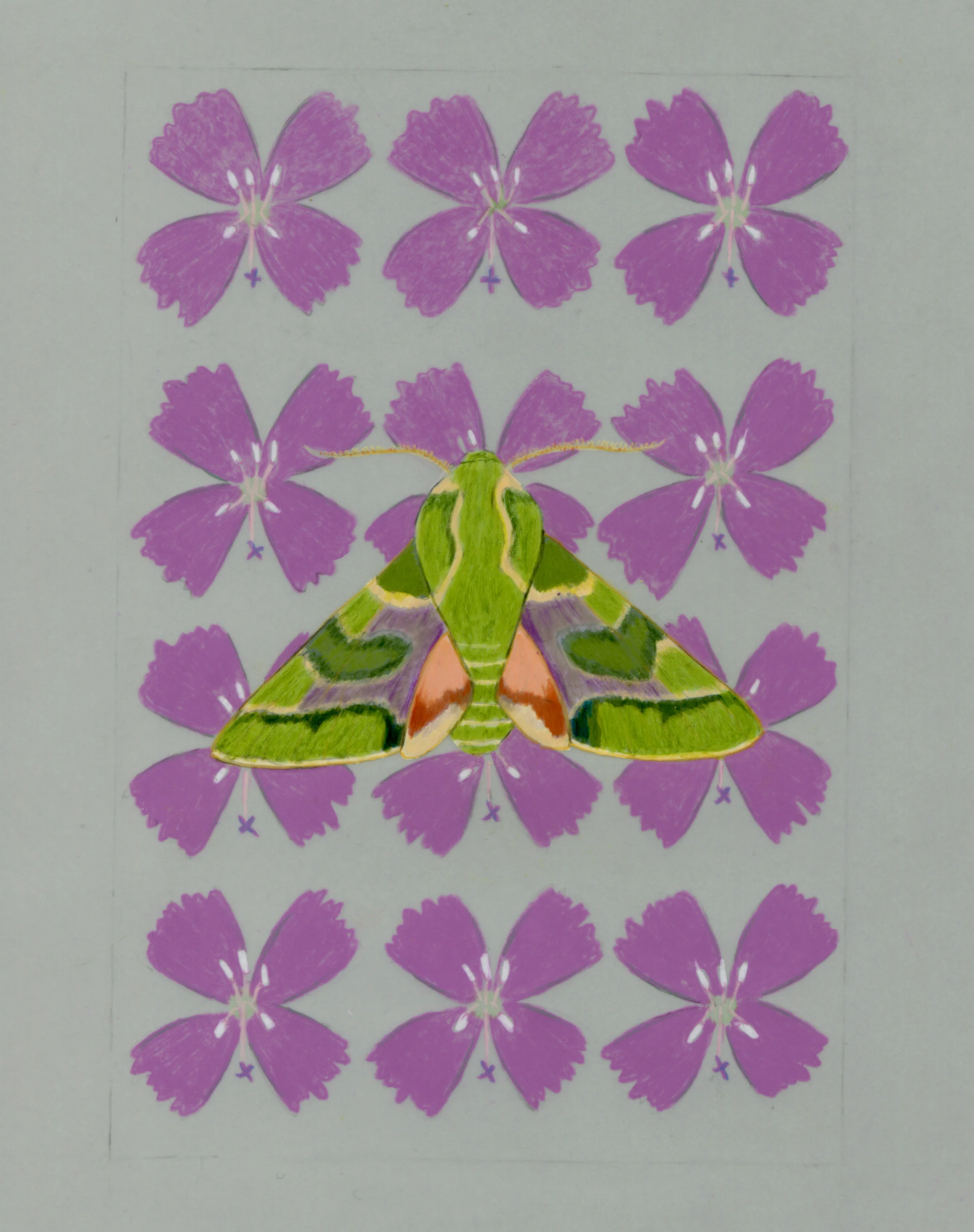 Proserpinus lucidus and Clarkia purpurea