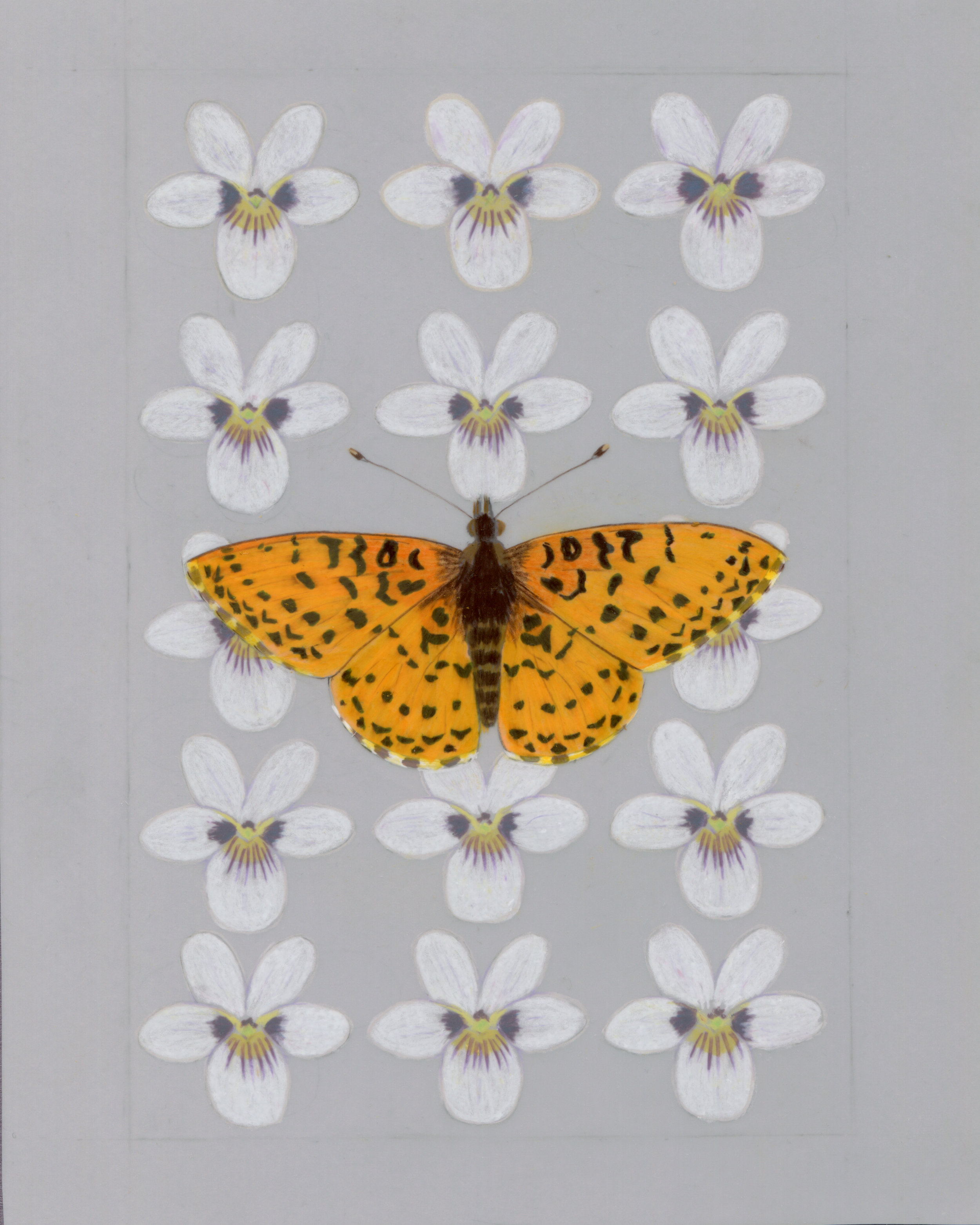 Pacific Fritillary and violet