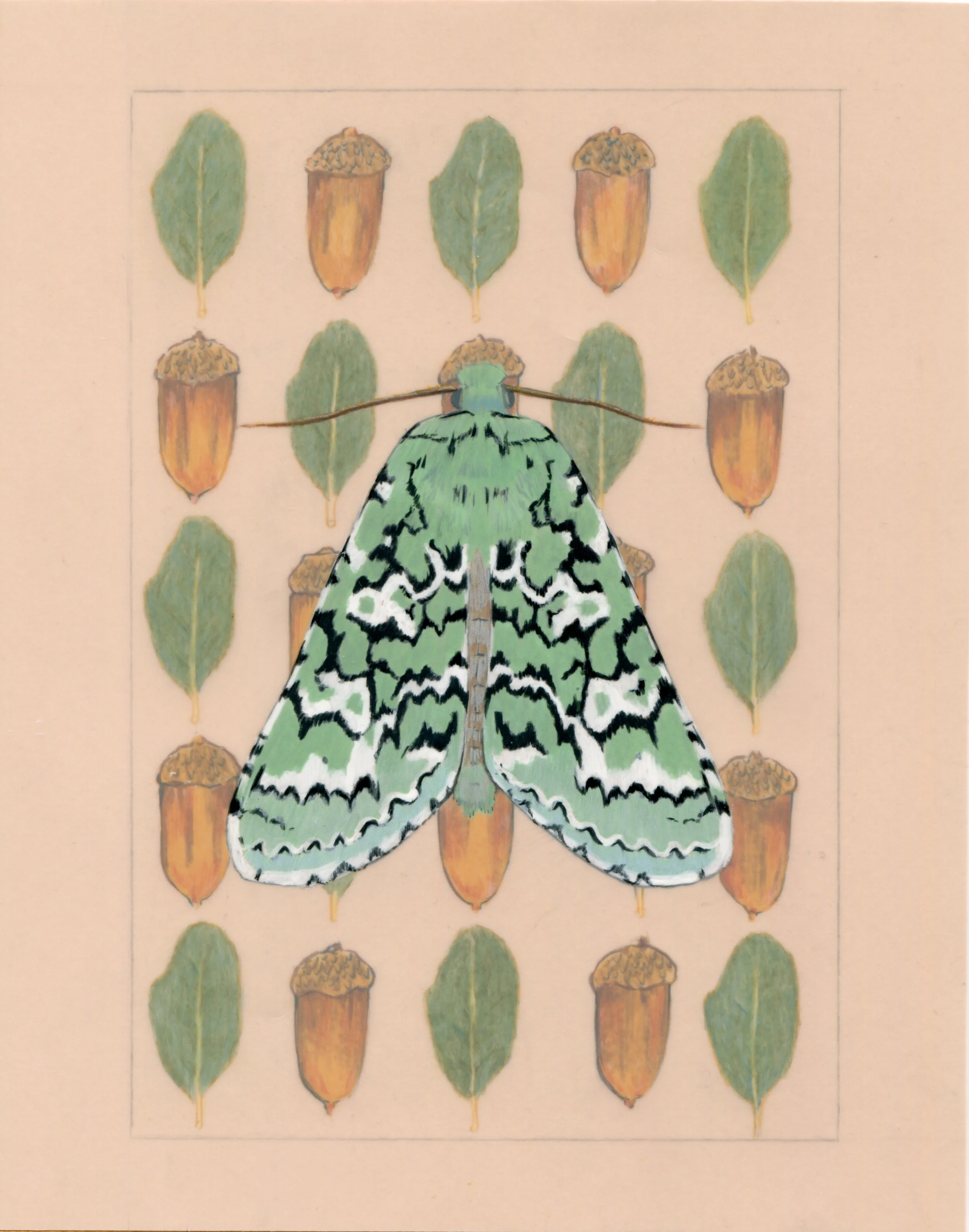 Feralia februalis and Blue Oak