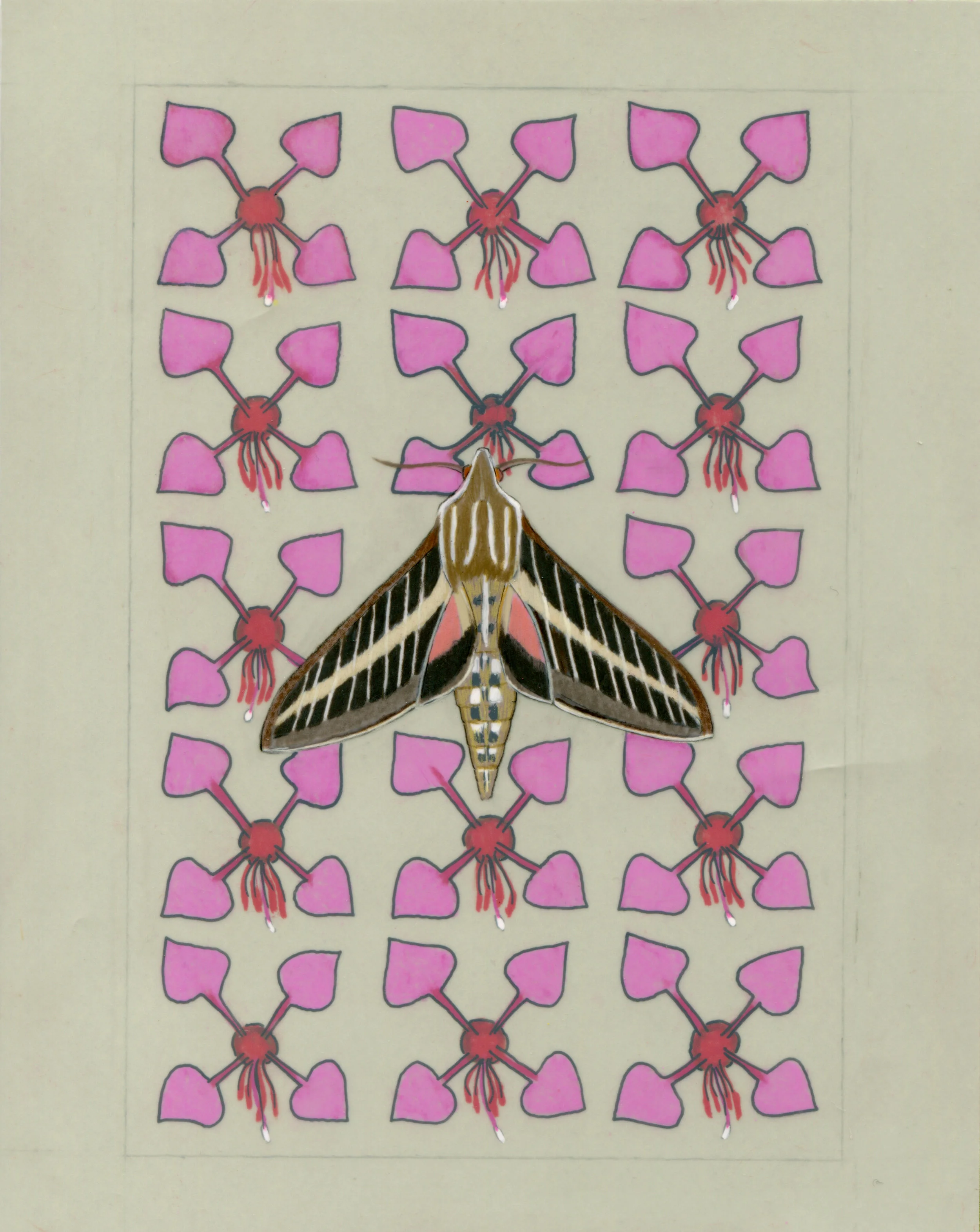 White-lined Sphinx moth and Elegant Clarkia