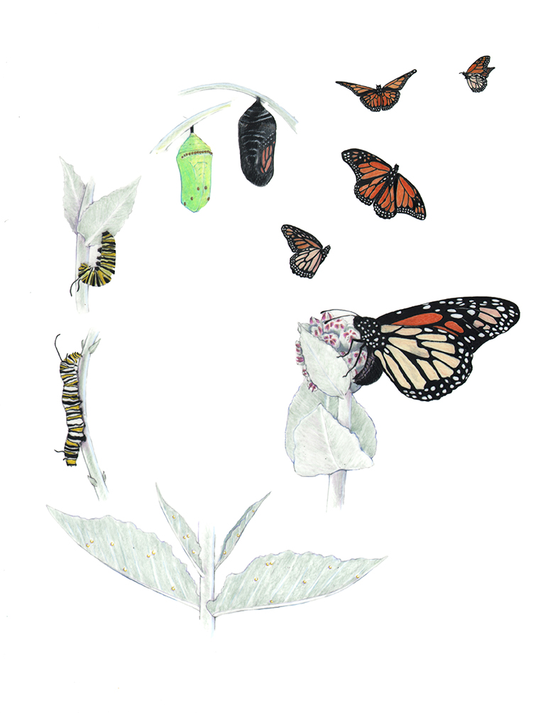 Monarch butterfly lifecycle