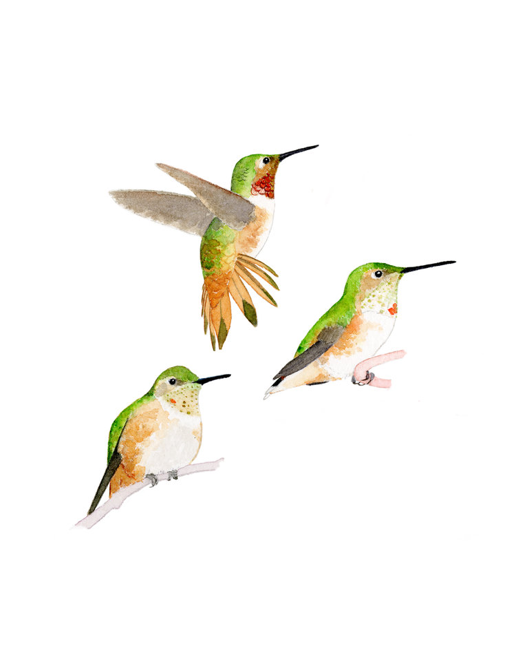 Allen's Hummingbirds (Selasphorus sasin)