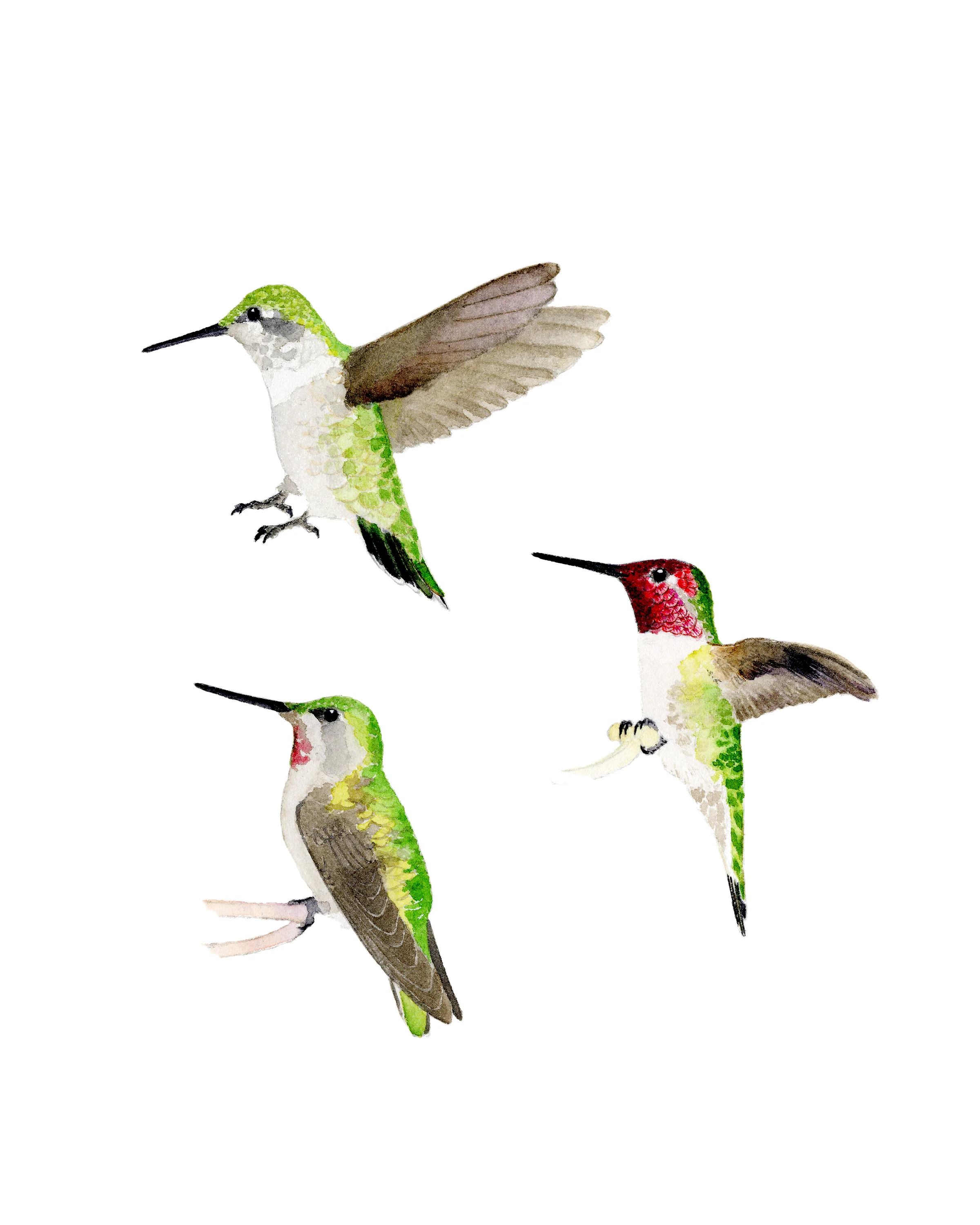 Anna's Hummingbird (Calypte anna)