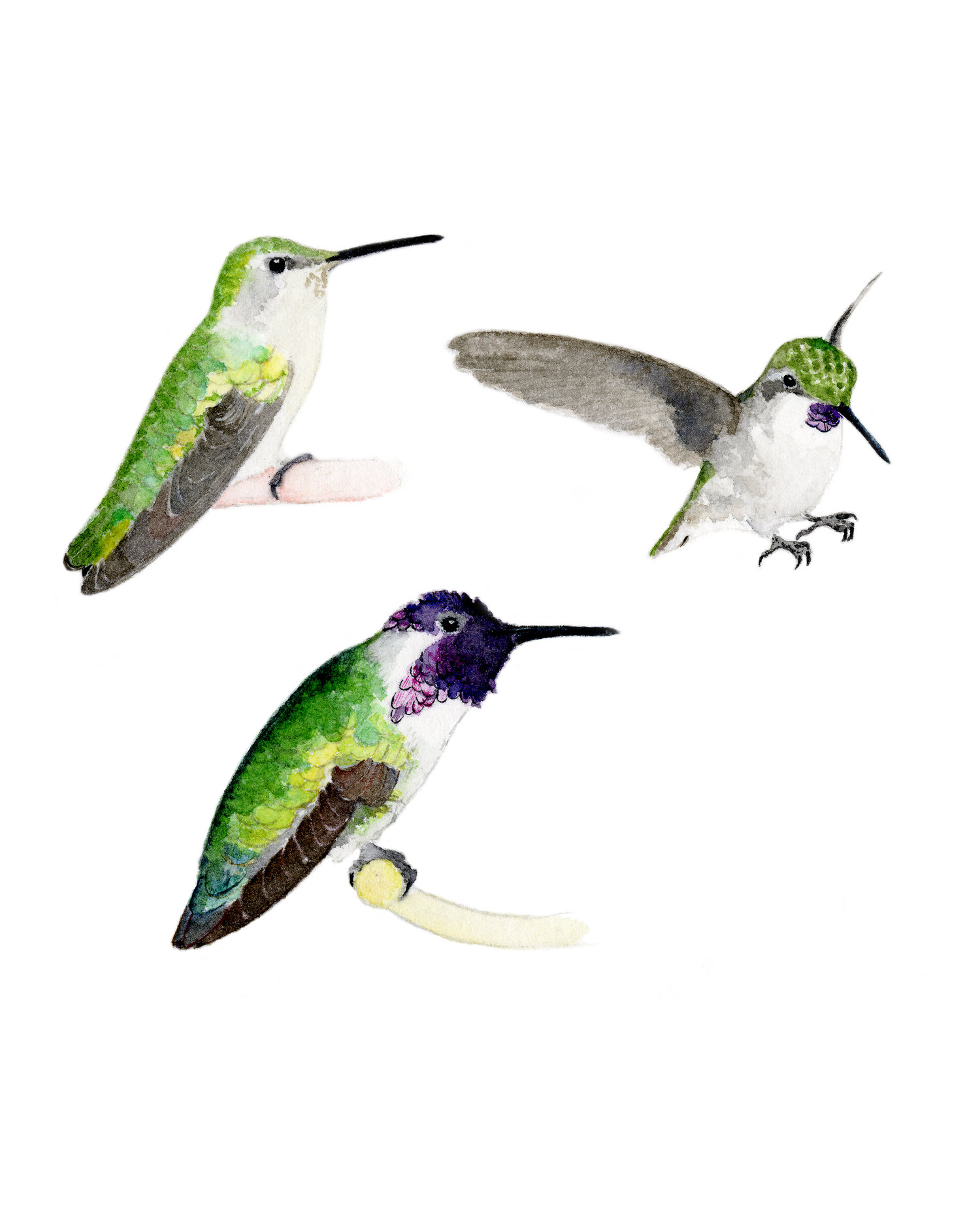 Costa's hummingbird (Calypte costae)