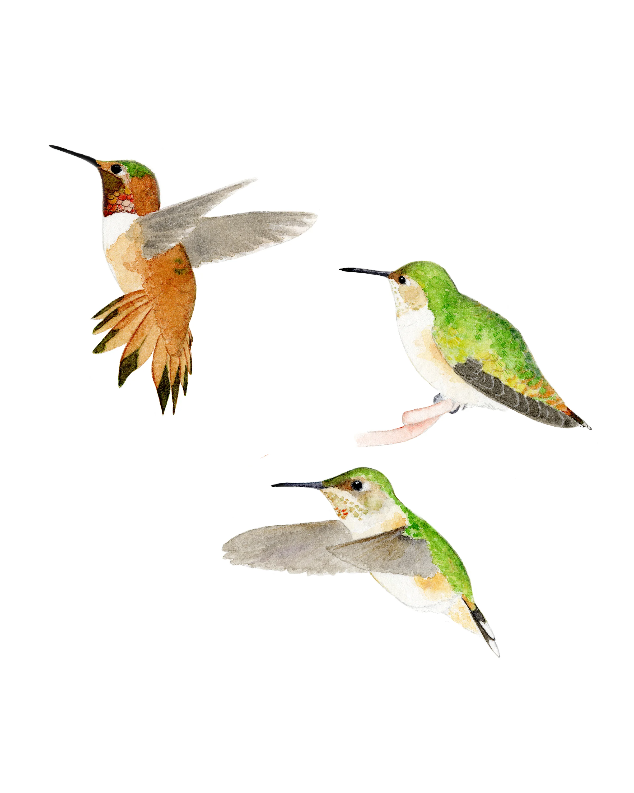 Rufous Hummingbirds (Selasphorus rufus)