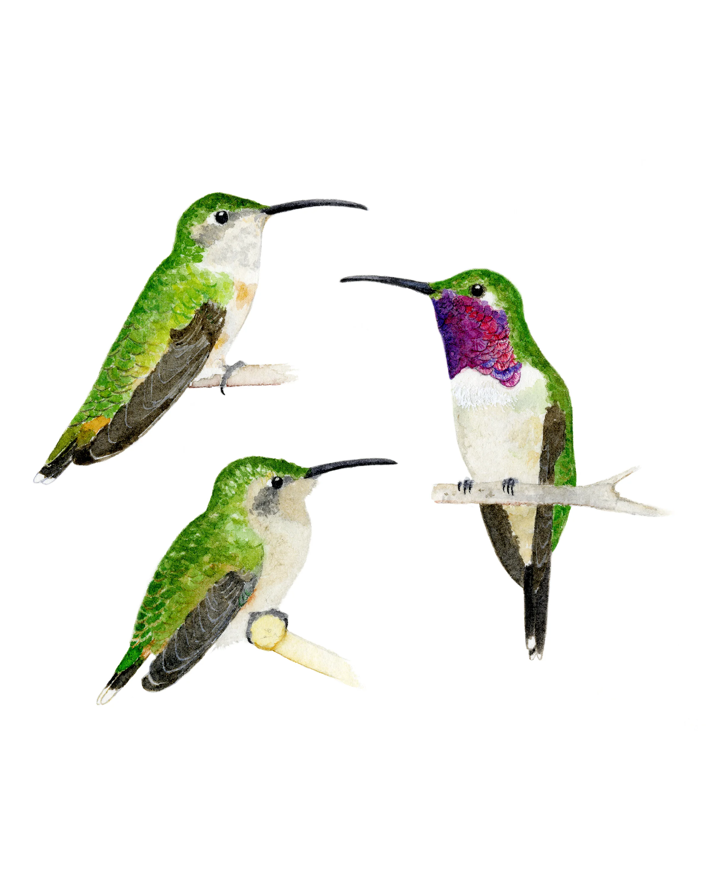 Lucifer Hummingbird (Calothorax lucifer)