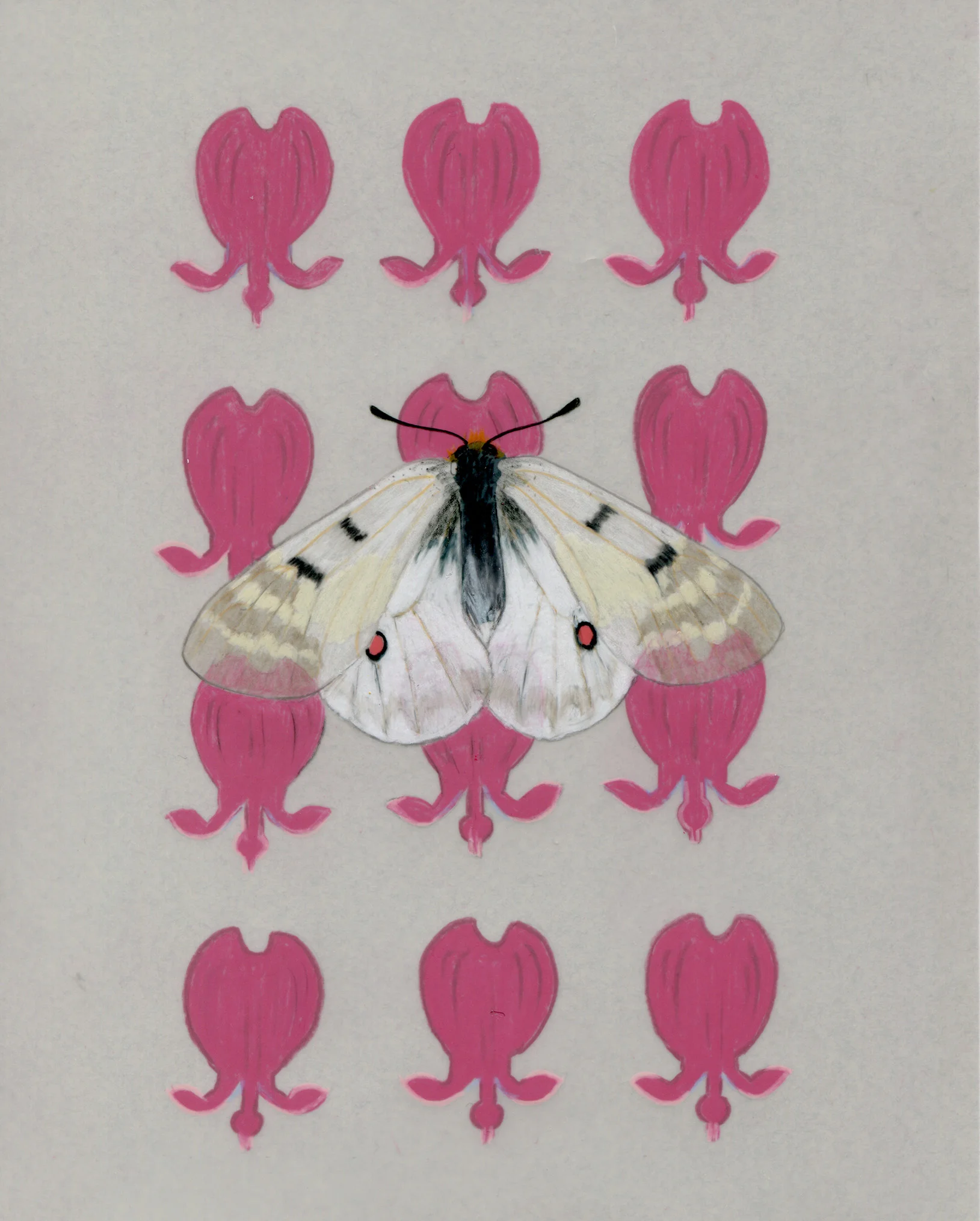 Parnassian and Bleeding Hearts