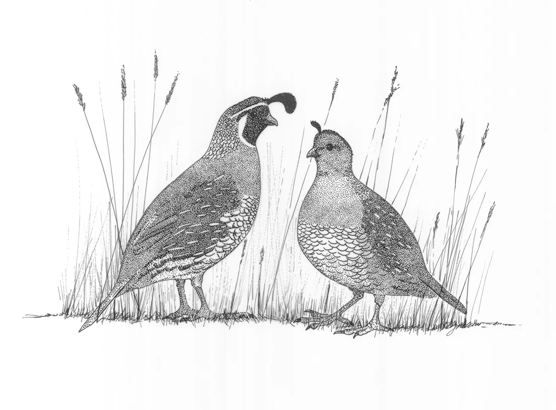 California Quail (Callipepla californica)